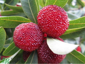 東魁楊梅什么時(shí)候上市？東魁楊梅什幾月成熟？