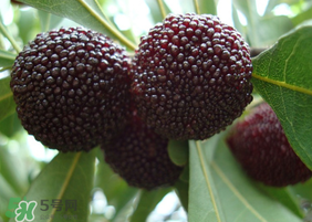 東魁楊梅什么時(shí)候上市？東魁楊梅什幾月成熟？