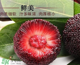 荸薺楊梅和東魁楊梅哪個好吃？荸薺楊梅跟東魁楊梅有什么區(qū)別？