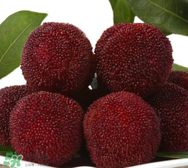 荸薺楊梅和東魁楊梅哪個好吃？荸薺楊梅跟東魁楊梅有什么區(qū)別？