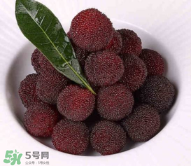 荸薺楊梅和東魁楊梅哪個好吃？荸薺楊梅跟東魁楊梅有什么區(qū)別？