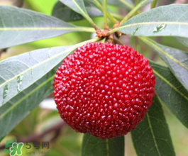 仙居楊梅幾月份上市？仙居楊梅什么時候上市？