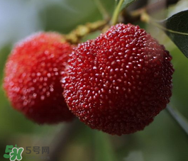 仙居楊梅幾月份上市？仙居楊梅什么時候上市？