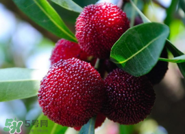 仙居楊梅多少錢一斤？仙居楊梅多少錢一斤2017？