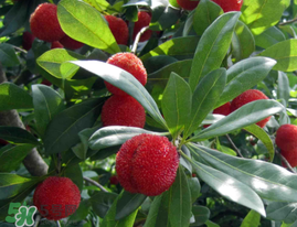 仙居楊梅多少錢一斤？仙居楊梅多少錢一斤2017？