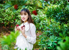 仙居楊梅在哪里？仙居楊梅哪里最好？