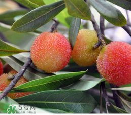 白楊梅多少錢一斤？白楊梅產(chǎn)地