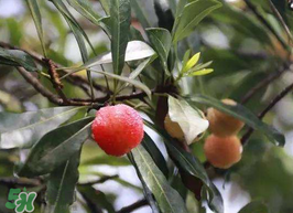 白楊梅可以泡酒嗎？白楊梅泡酒有什么功效？