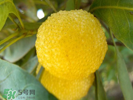 白楊梅可以泡酒嗎？白楊梅泡酒有什么功效？