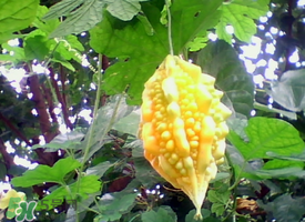 癩葡萄和苦瓜有什么區(qū)別？賴葡萄是苦瓜嗎？