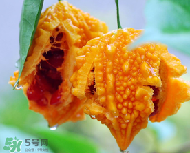 癩葡萄和苦瓜有什么區(qū)別？賴葡萄是苦瓜嗎？