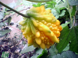 癩葡萄和苦瓜有什么區(qū)別？賴葡萄是苦瓜嗎？