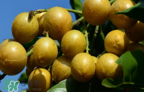 黃皮果怎么吃？黃皮果有什么功效