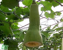 砍瓜種子哪里有賣(mài)的？砍瓜多少錢(qián)一斤？