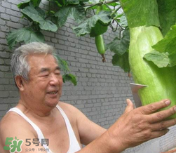 砍瓜種子哪里有賣(mài)的？砍瓜多少錢(qián)一斤？