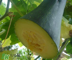 砍瓜種子哪里有賣(mài)的？砍瓜多少錢(qián)一斤？