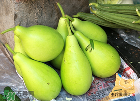 瓠子多少錢一斤？瓠子多少錢一斤2017？