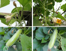 瓠子是什么？瓠子是什么意思？