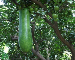 瓠子是什么？瓠子是什么意思？