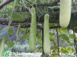 瓠子是西葫蘆嗎？瓠子個(gè)西葫蘆的區(qū)別