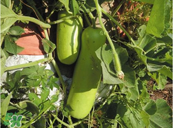 瓠子是西葫蘆嗎？瓠子個(gè)西葫蘆的區(qū)別