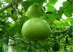 蒲瓜不能和什么一起吃？蒲瓜和什么相克？