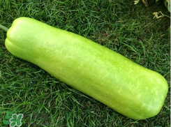 蒲瓜不能和什么一起吃？蒲瓜和什么相克？