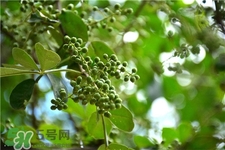 花椒樹(shù)的種植方法 花椒樹(shù)種植