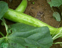 菜瓜多少錢一斤？菜瓜怎么挑？