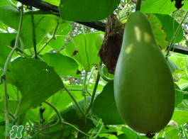 苦瓠子有毒嗎？苦瓠子中毒怎么辦？