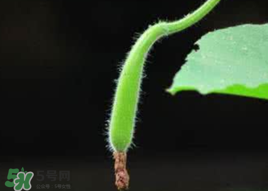 苦瓠子有毒嗎？苦瓠子中毒怎么辦？