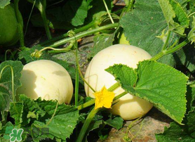 吃梨瓜會胖嗎？梨瓜熱量高嗎？