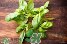 羅勒葉怎么種植?羅勒種植的方法 羅勒葉怎么種植?羅勒種植的方法