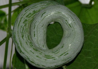 蛇瓜多少錢一斤？蛇瓜種子在哪里買到？