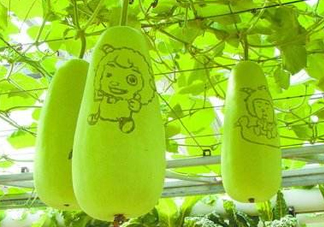 蒲瓜不能和什么一起吃？蒲瓜和什么相克？