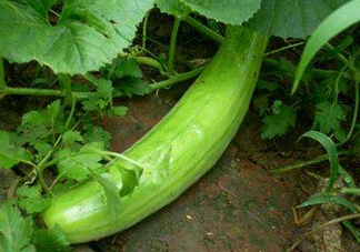 菜瓜多少錢一斤？菜瓜怎么挑？