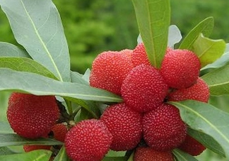 東魁楊梅多少錢一斤？東魁楊梅多少錢一斤2017？