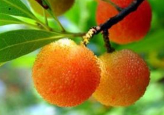 白楊梅多少錢一斤？白楊梅產(chǎn)地