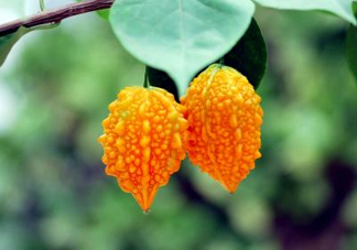 癩葡萄和苦瓜有什么區(qū)別？賴葡萄是苦瓜嗎？