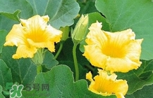 南瓜花怎么做好吃？南瓜花不能與什么同吃