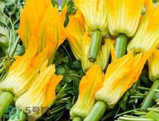 南瓜花花蕊能吃嗎？南瓜花是雌雄同株嗎