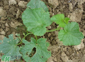 梨瓜怎么種植？梨瓜什么時候種植？