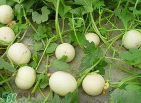 梨瓜怎么種植？梨瓜什么時候種植？