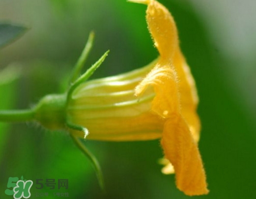 南瓜花可以吃嗎？南瓜花怎么吃