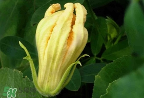 南瓜花怎么洗？南瓜花怎么處理