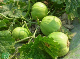 梨瓜是發(fā)物嗎？梨瓜是不是發(fā)物？