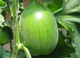 梨瓜是發(fā)物嗎？梨瓜是不是發(fā)物？