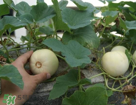 梨瓜是發(fā)物嗎？梨瓜是不是發(fā)物？