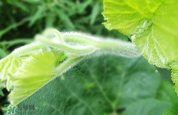 南瓜葉怎么處理？南瓜葉怎么炒？