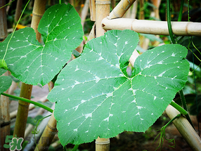 南瓜葉可以生吃嗎？南瓜葉能不能生吃？